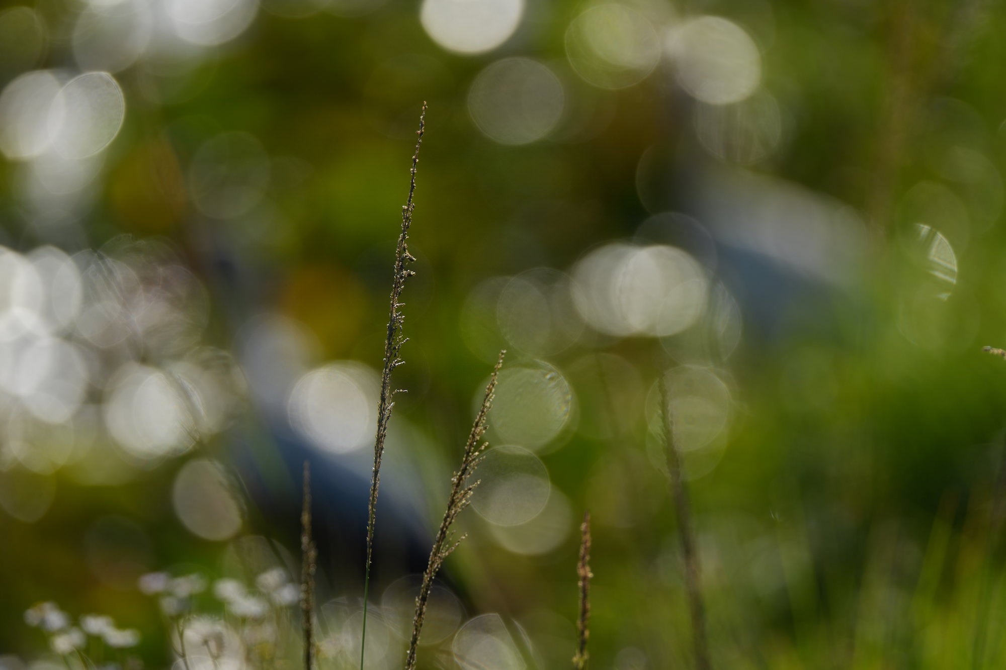 A single slender wild grass stem stands in sharp focus against a dreamy, heavily blurred background of green foliage and soft circular bokeh highlights from sunlight filtering through leaves and water