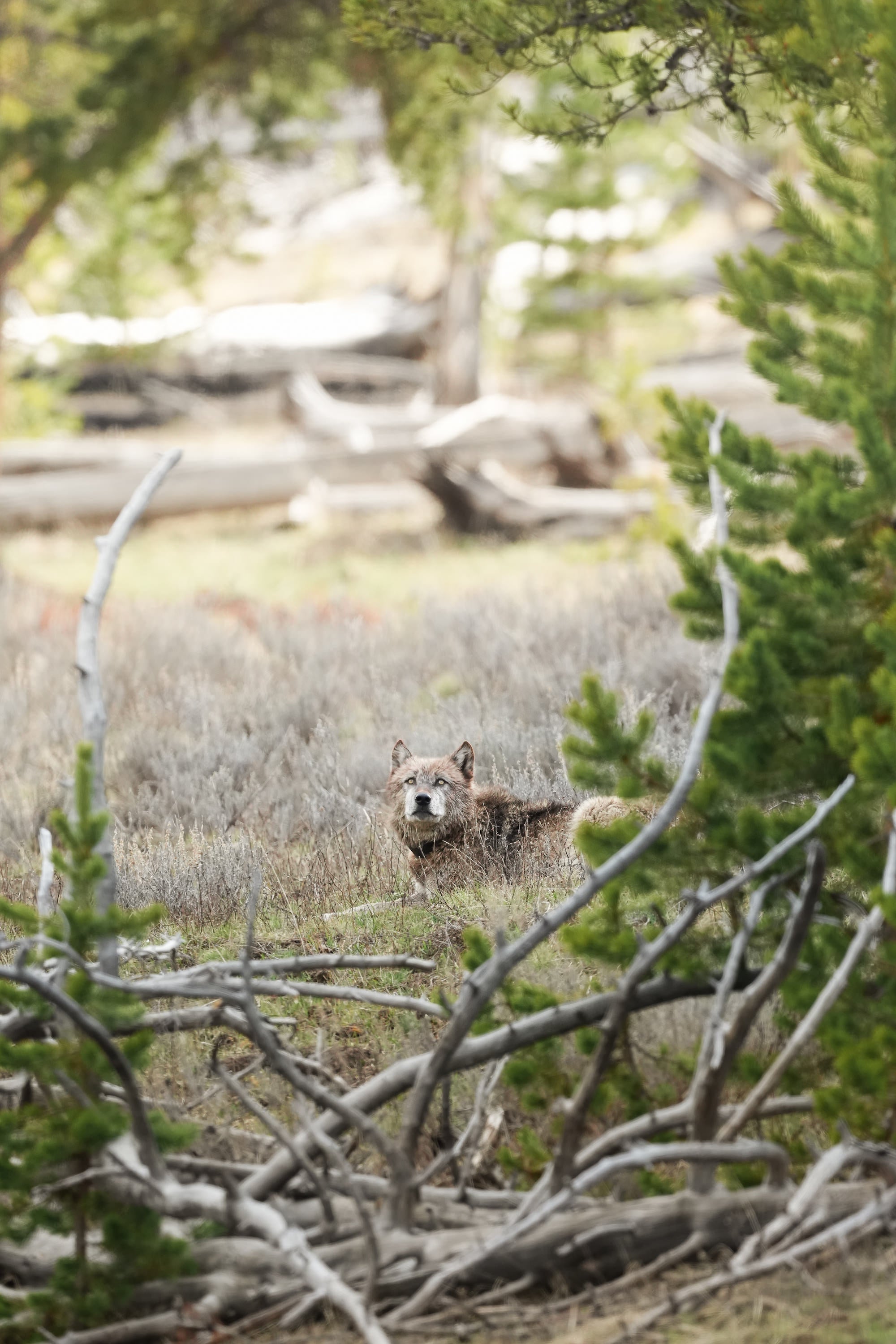 A grey wolf stands in the wilderness in Yellowstone. Photo by Hannah Rheaume. Sony Alpha 7R IV.