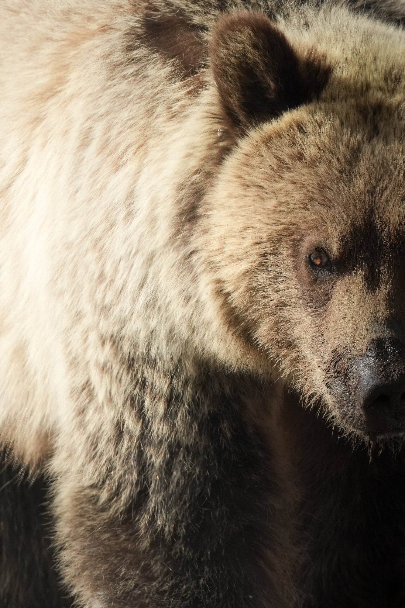 Extreme close-up portrait of a grizzly bear's face and massive fur-covered shoulder, looking slightly downward with one amber eye visible, lit by soft natural light against a dark background.