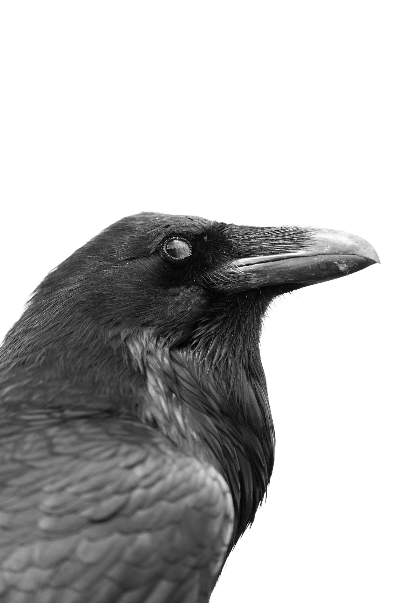 Black and white close-up portrait of a common raven in profile, showing intricate feather detail on its head and upper body against a pure white background, with its curved beak pointing to the right.