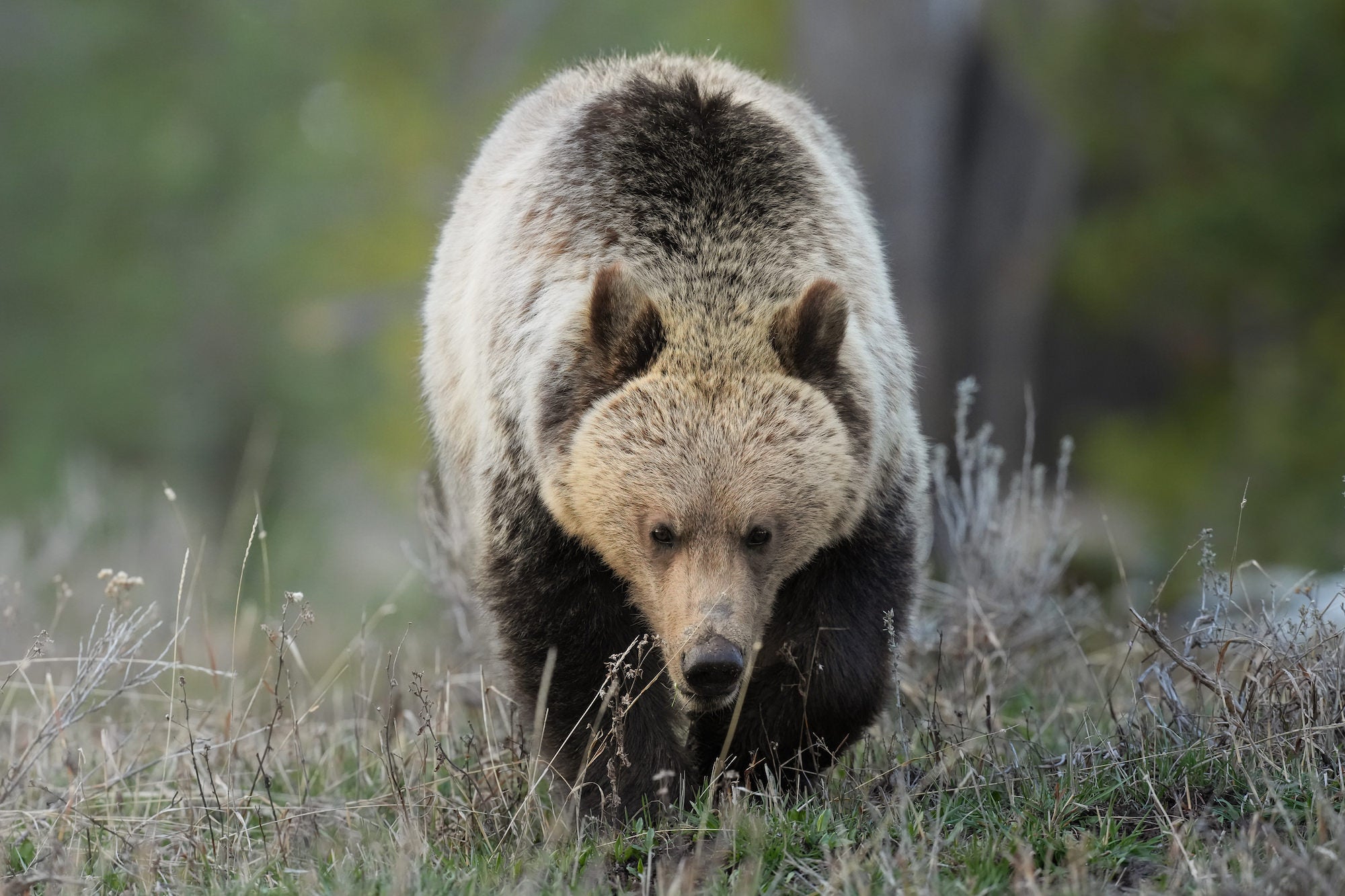 A grizzly bear stands in the wilderness in Yellowstone. Photo by Hannah Rheaume. Sony Alpha 7R IV.