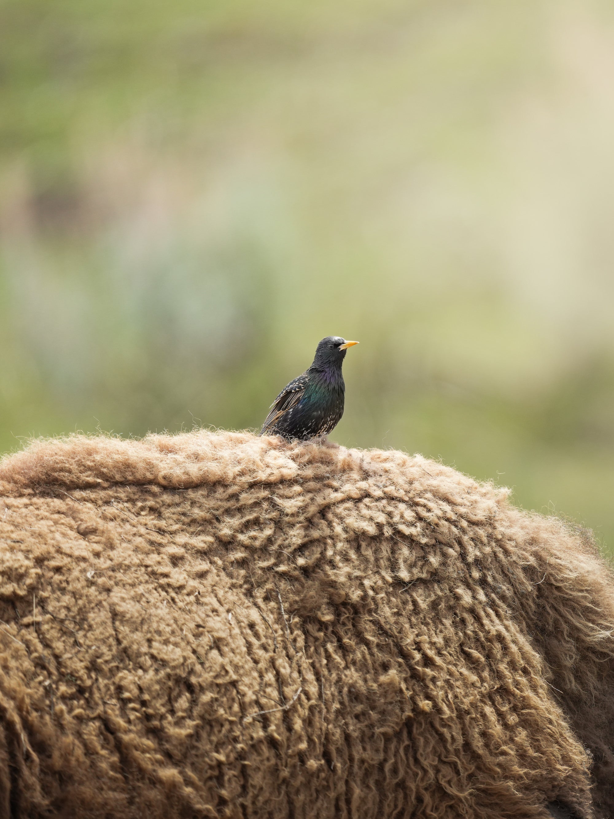 A small bird sits on top of a bear in Yellowstone. Photo by Hannah Rheaume. Sony Alpha 7R IV.
