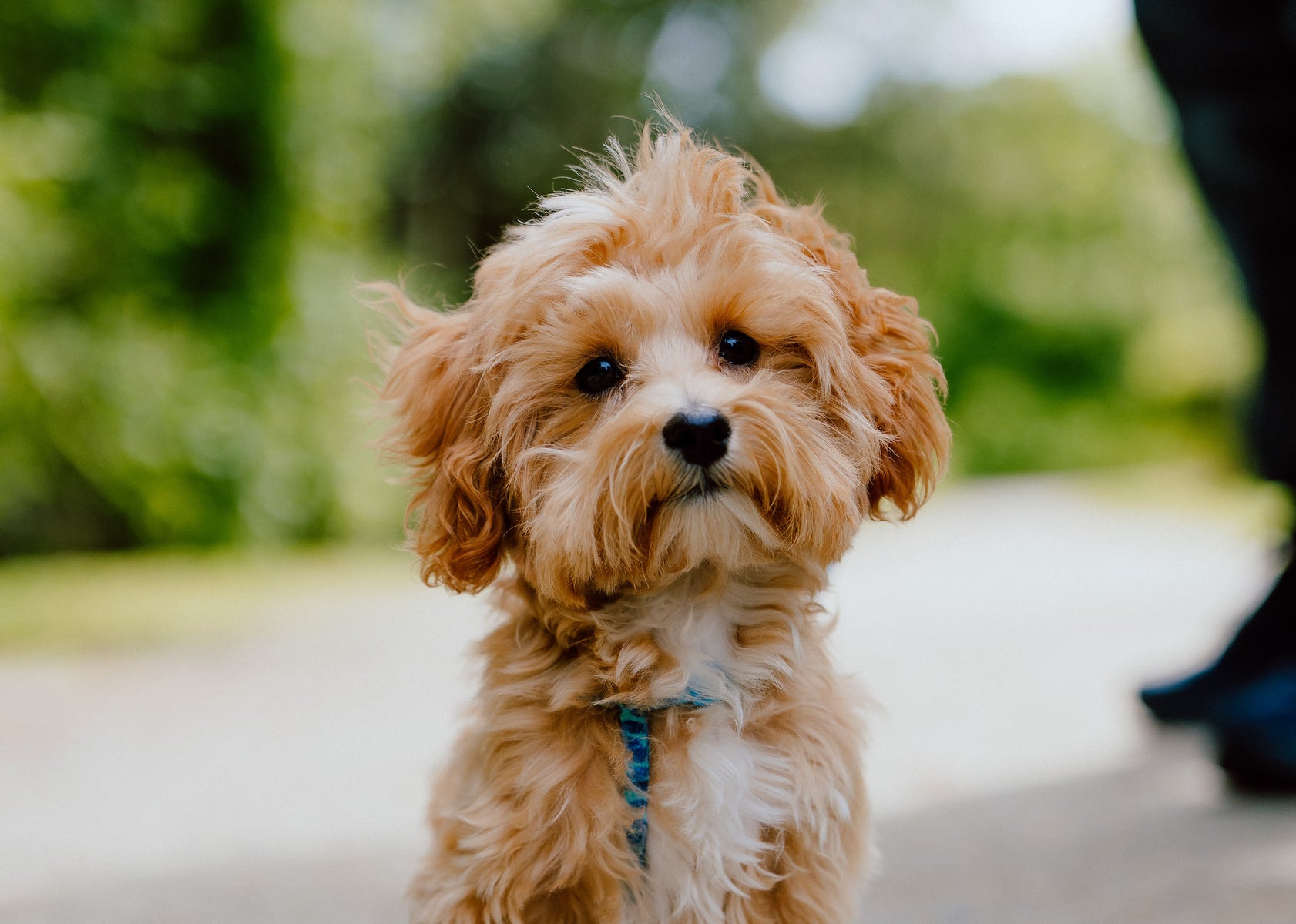 jpg/alpha-universe-fluffy-puppy-outdoor-portrait-soft-bokeh-justin-veenema-1200_bounds8bzkmg.jpg?height=1200&fit=bounds