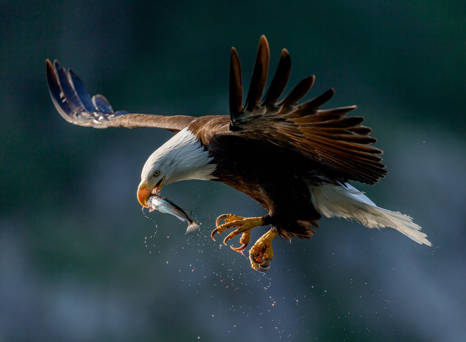 jpg/alpha-universe-mark-smith-bird-photography-10-1200_bounds34uho8.jpg?height=1200&fit=bounds