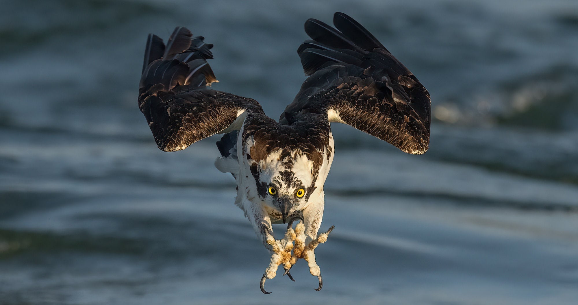 Osprey diving into water with talons out