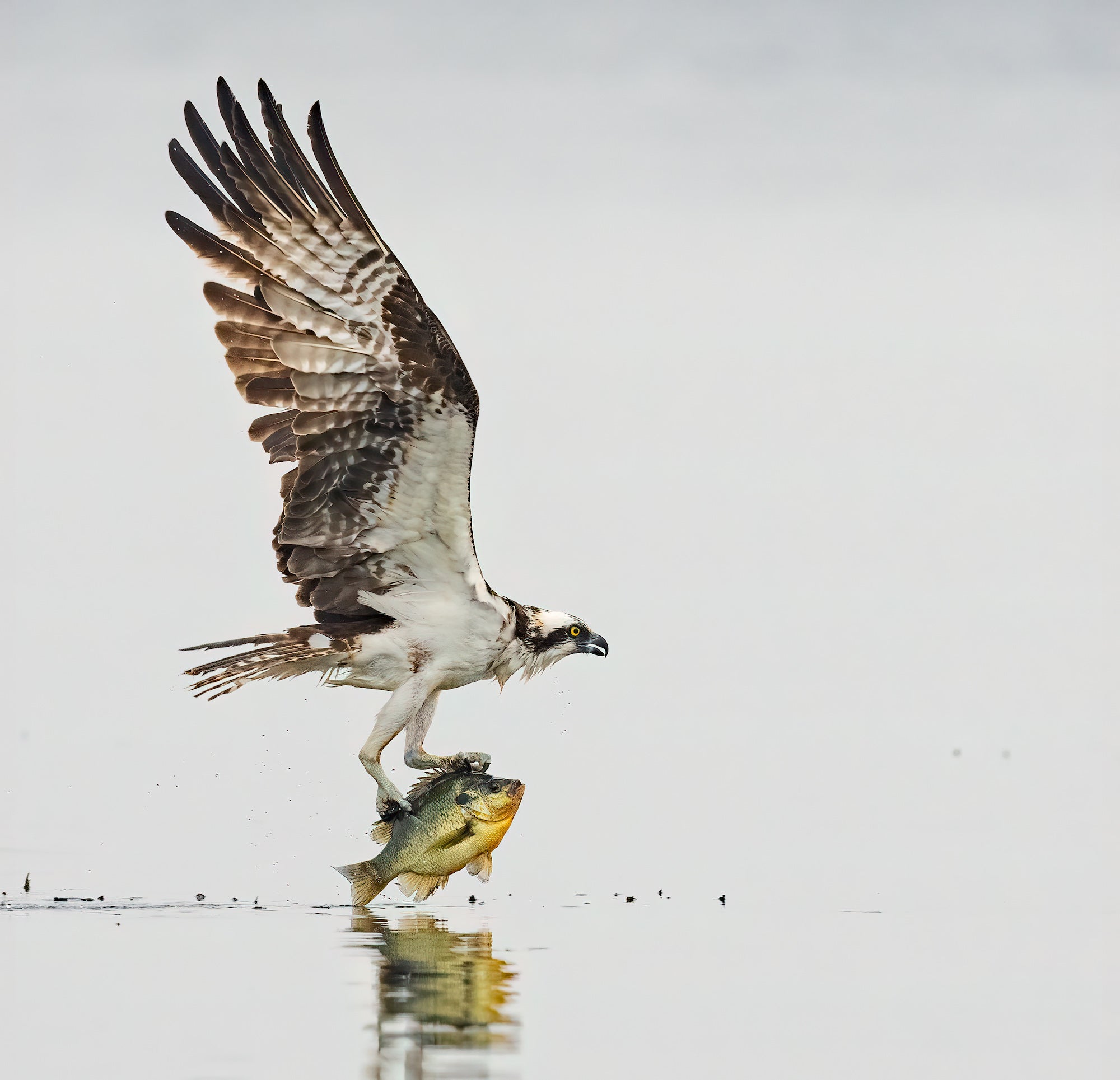 Osprey with fish in talons coming out of water