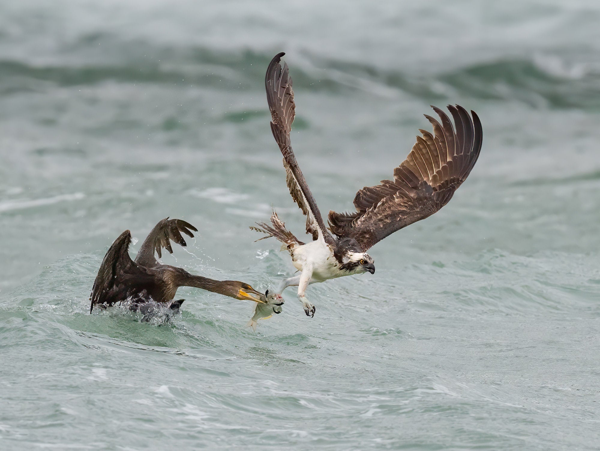 Two birds fighting over a fish in the water