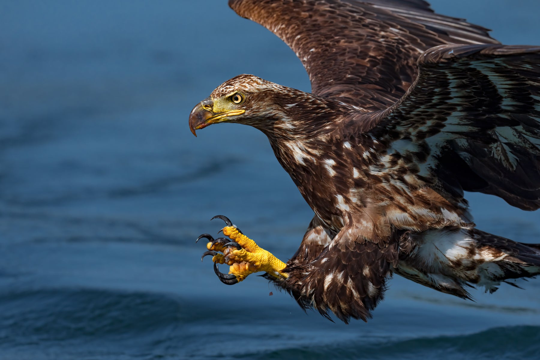jpg/alpha-universe-mark-smith-bird-photography-3-1200_bounds0orixr.jpg?height=1200&fit=bounds