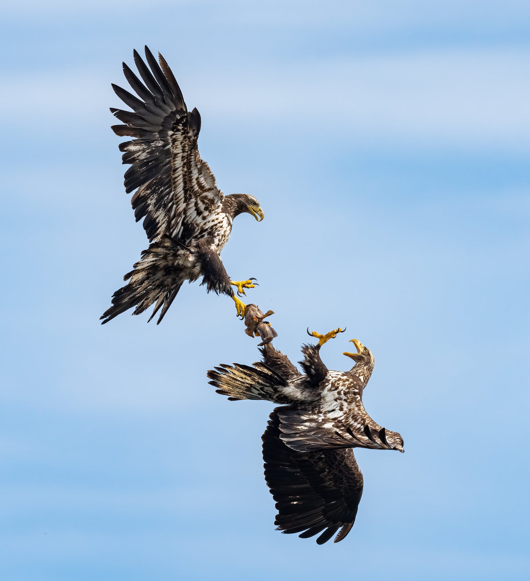 Osprey with talons hooked in the air