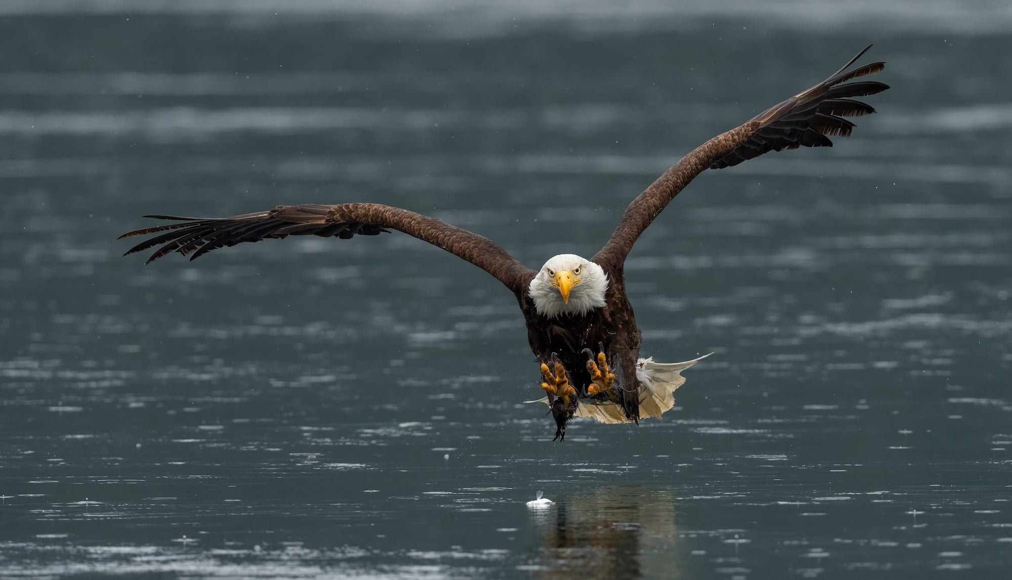 jpg/alpha-universe-mark-smith-bird-photography-6-1200_boundstf885s.jpg?height=1200&fit=bounds