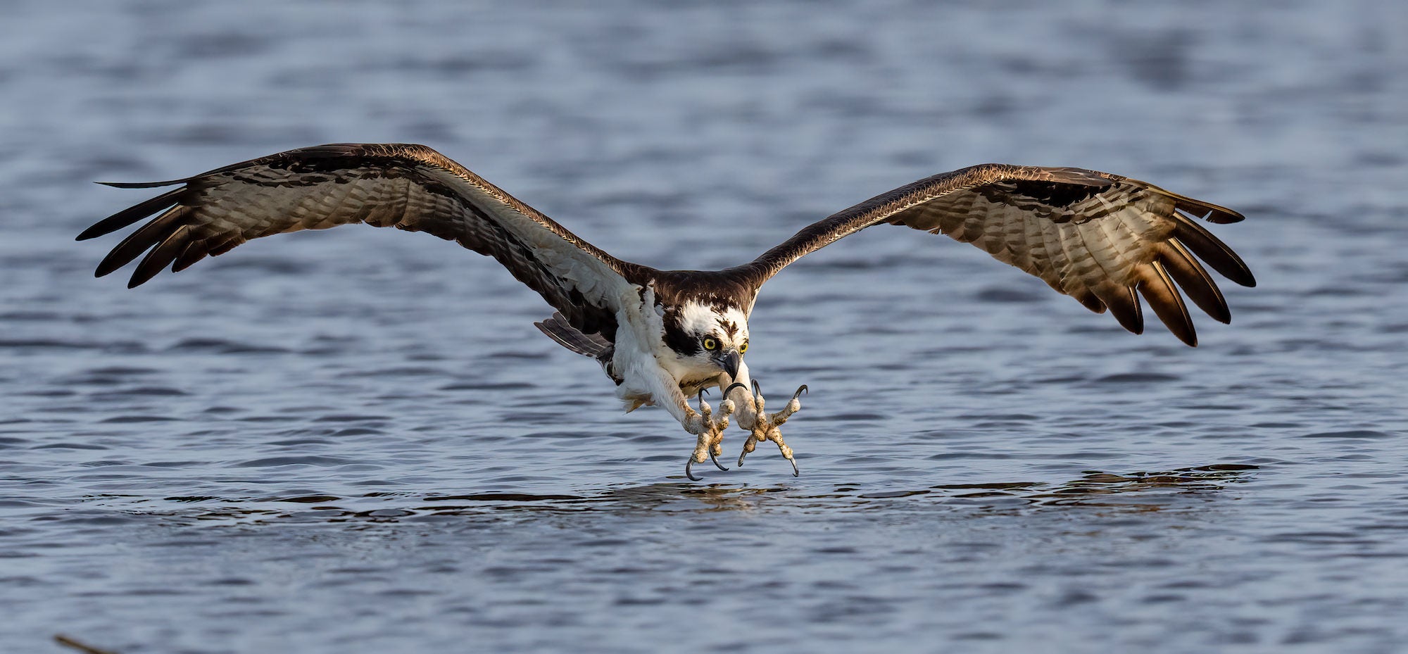 jpg/alpha-universe-mark-smith-bird-photography-7-1200_bounds92defl.jpg?height=1200&fit=bounds