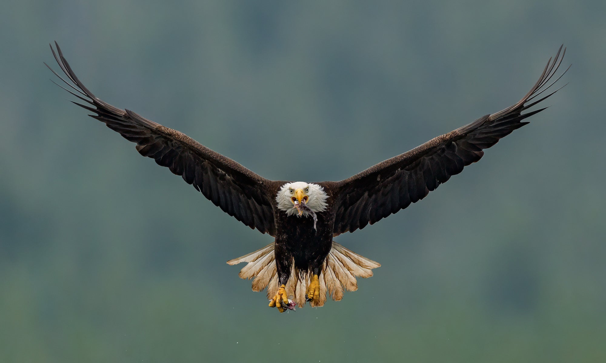 Bald eagle flying with fish in mouth