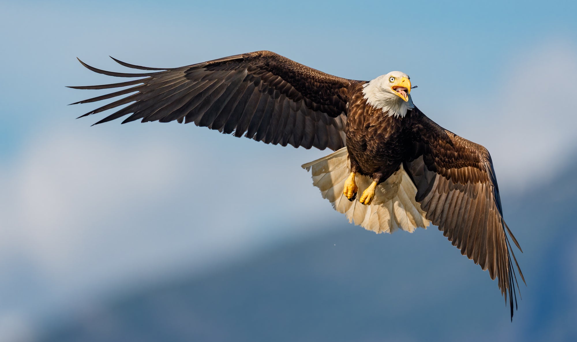 jpg/alpha-universe-mark-smith-bird-photography-9-1200_boundsylgotu.jpg?height=1200&fit=bounds