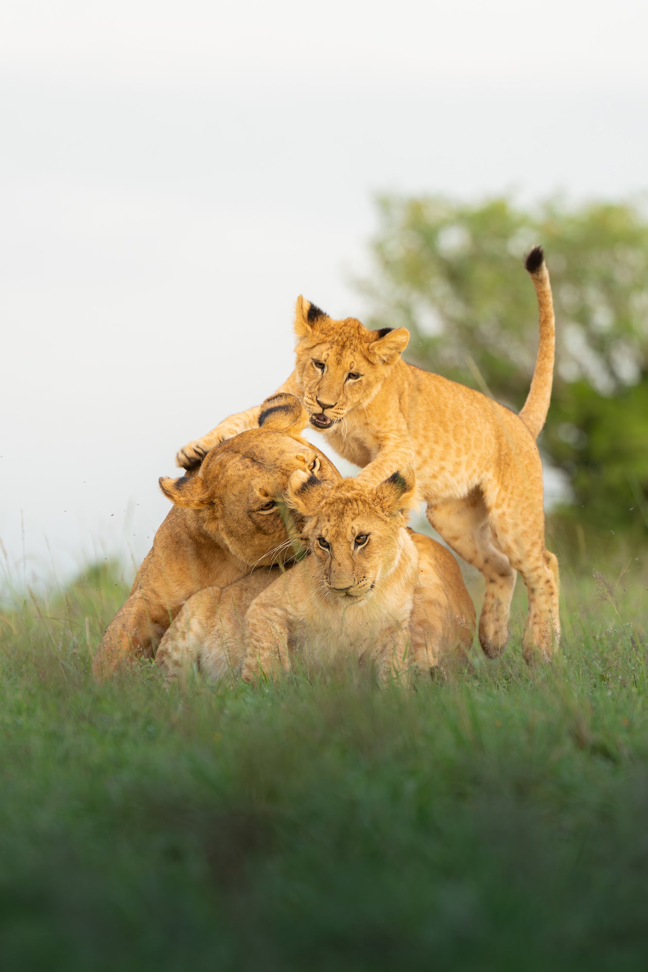 A lioness plays with two of her cubs in the Mara.