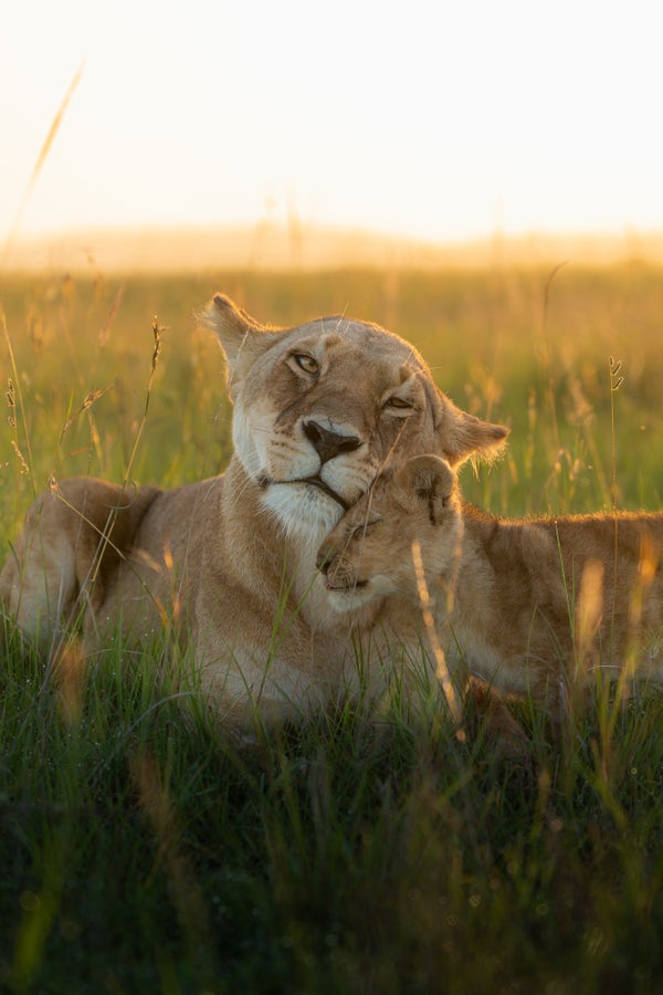 Story Header Image