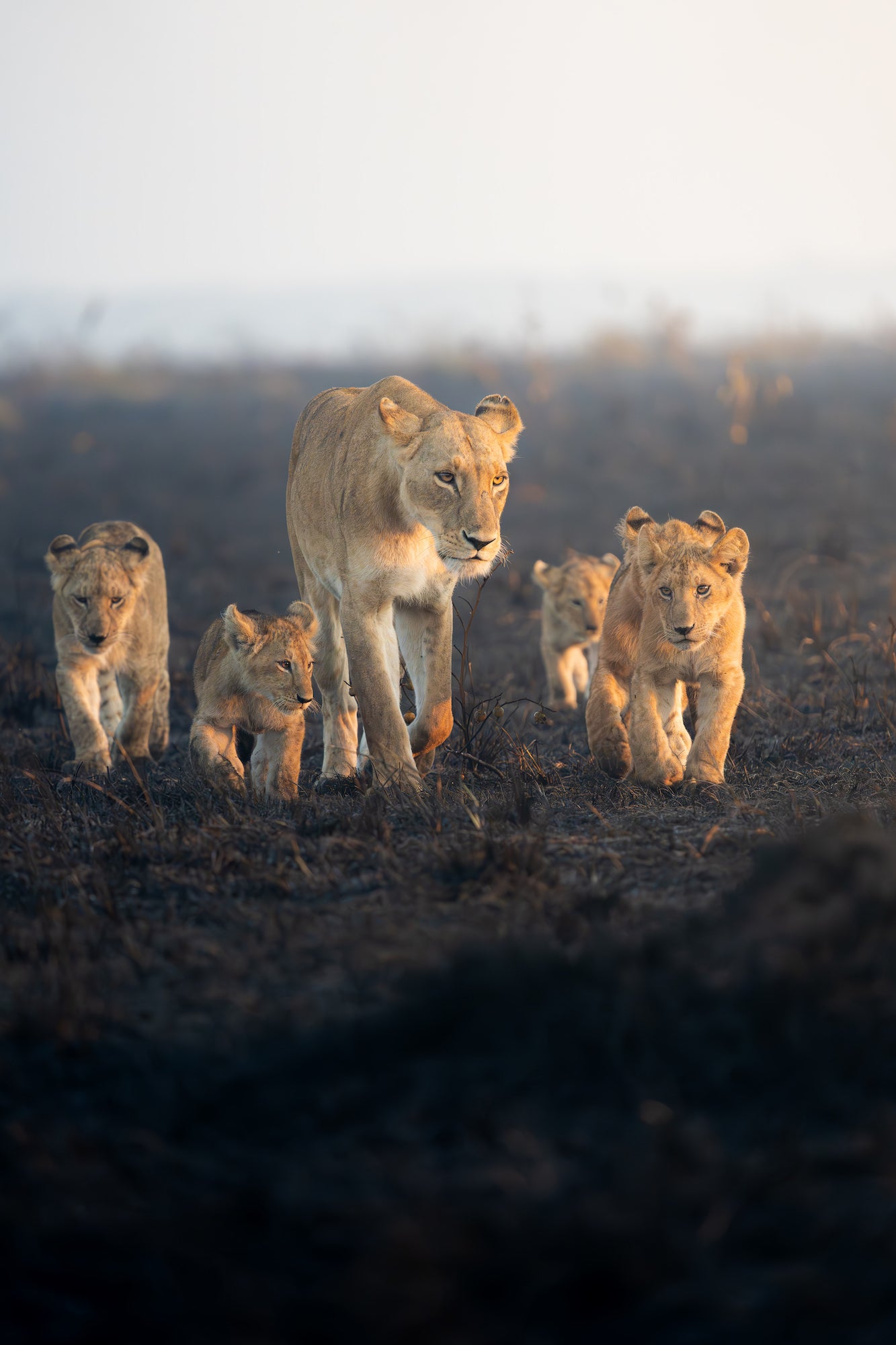 A lioness walks across the Mara with her four cubs in walking nearby.