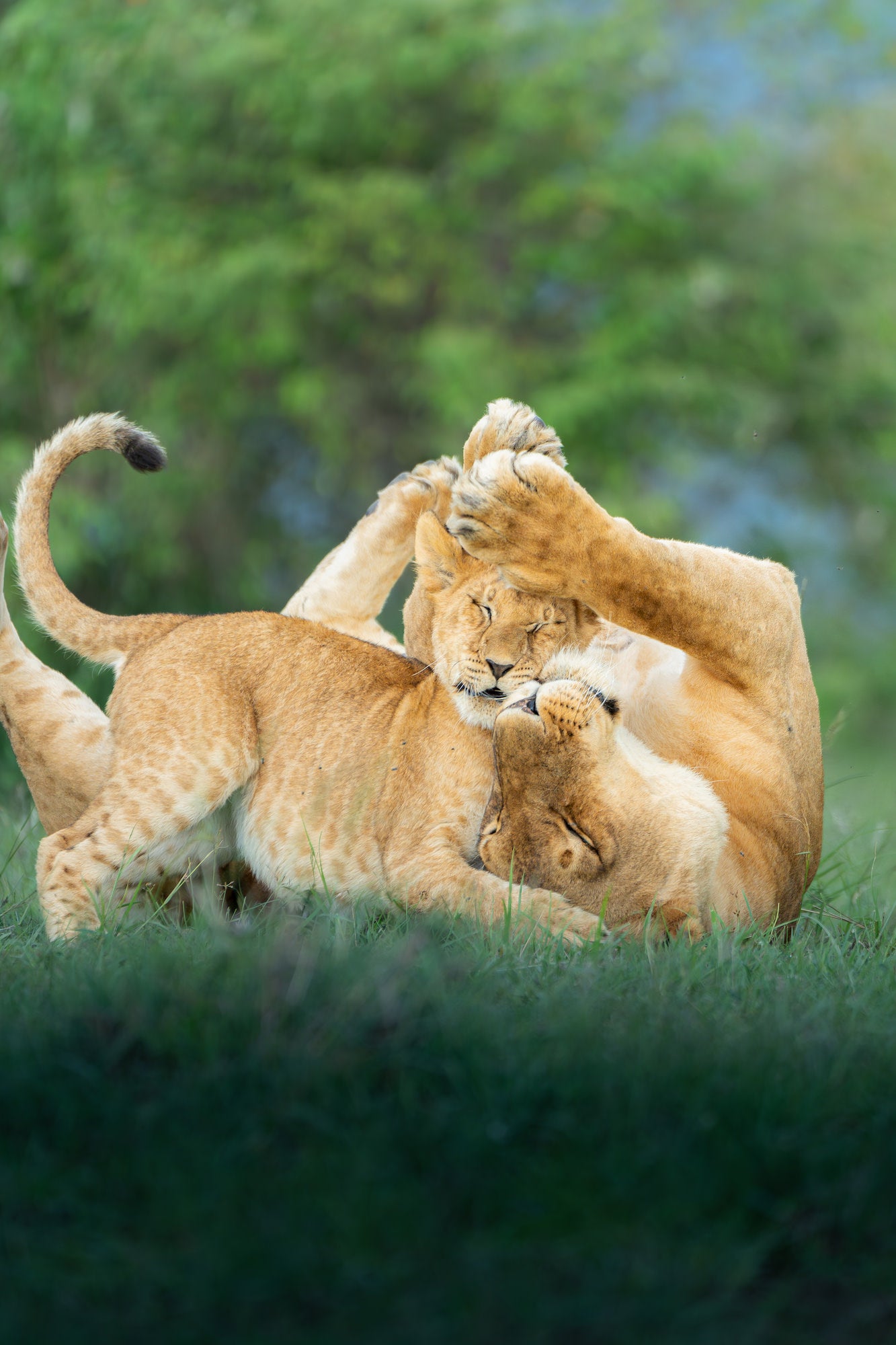 A lioness plays with her cub in the mara.