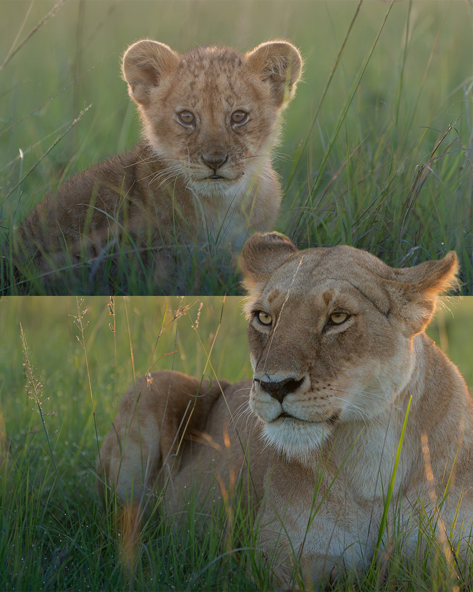 A composite image with a lion cub in the grass on top and a lioness in the grass below.