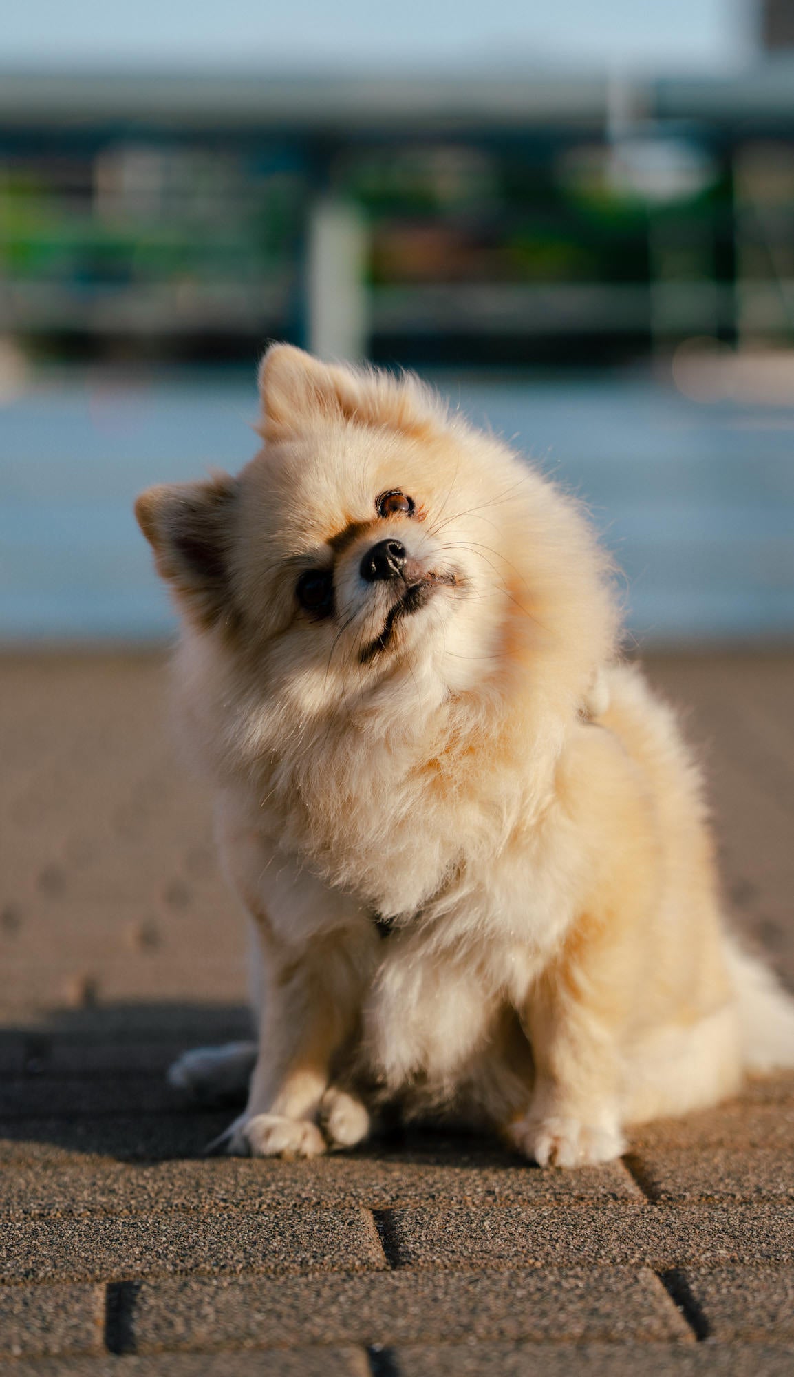 Pomeranian tilting its head near the water in soft evening light.