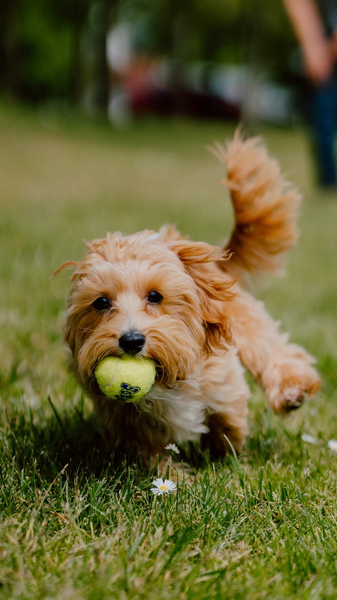 jpg/alpha-universe-puppy-running-with-tennis-ball-action-shot-justin-veenema-1200_bounds6i24q6.jpg?height=1200&fit=bounds