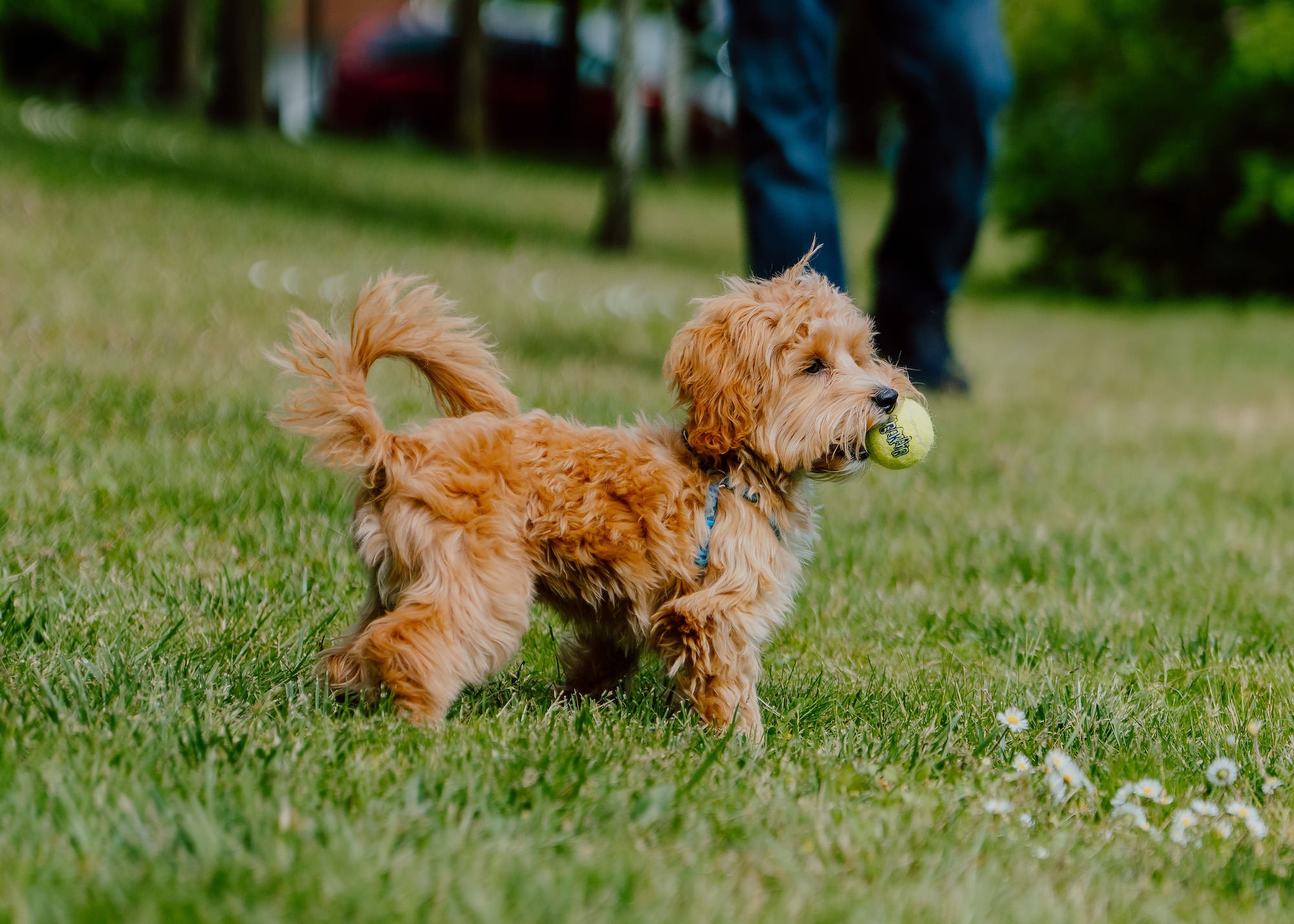 Fluffy puppy holding a tennis ball, standing in grass with a person in the background.