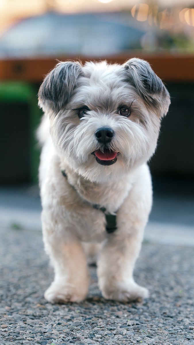 jpg/alpha-universe-small-fluffy-dog-standing-on-gravel-evening-bokeh-justin-veenema-1200_bounds41sxia.jpg?height=1200&fit=bounds