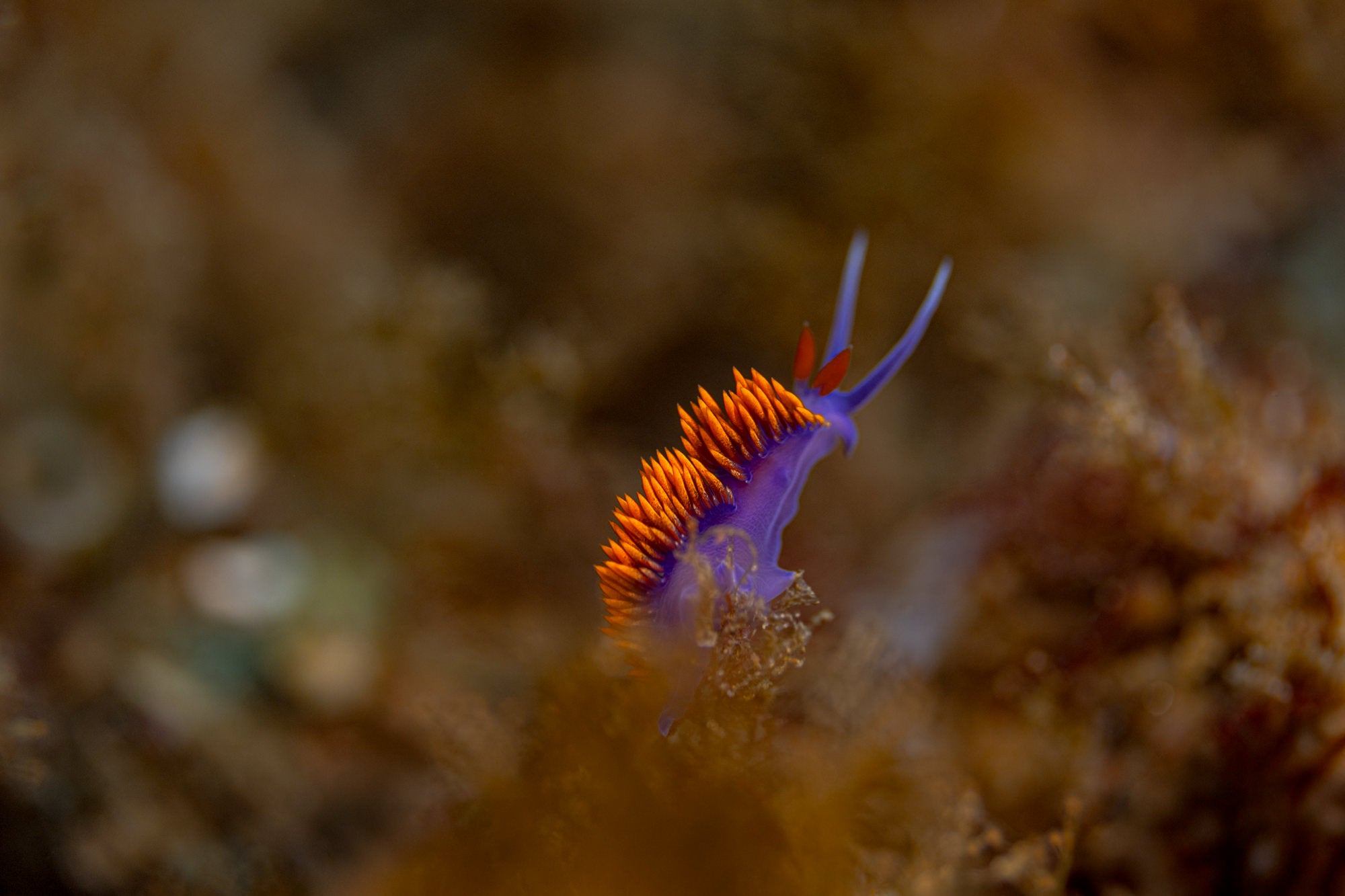alpha-universe-sony-100mm-macro-7-stan-moniz-photography.jpg