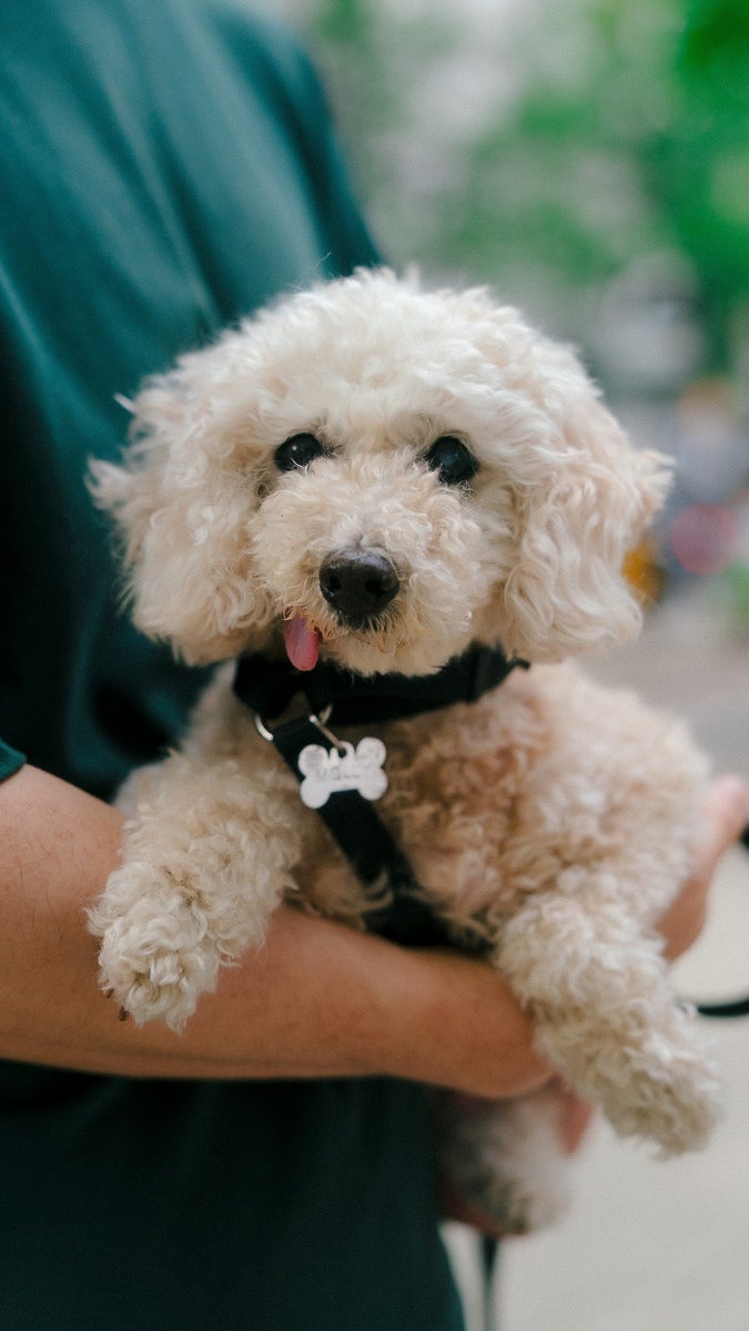 jpg/alpha-universe-toy-poodle-being-held-close-portrait-justin-veenema-1200_boundsjc898l.jpg?height=1200&fit=bounds