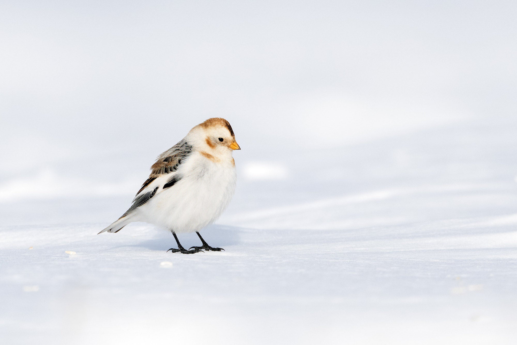 Small white-and-brown songbird standing on smooth snow in soft winter light. Small white-and-brown songbird standing on smooth snow in soft winter light.