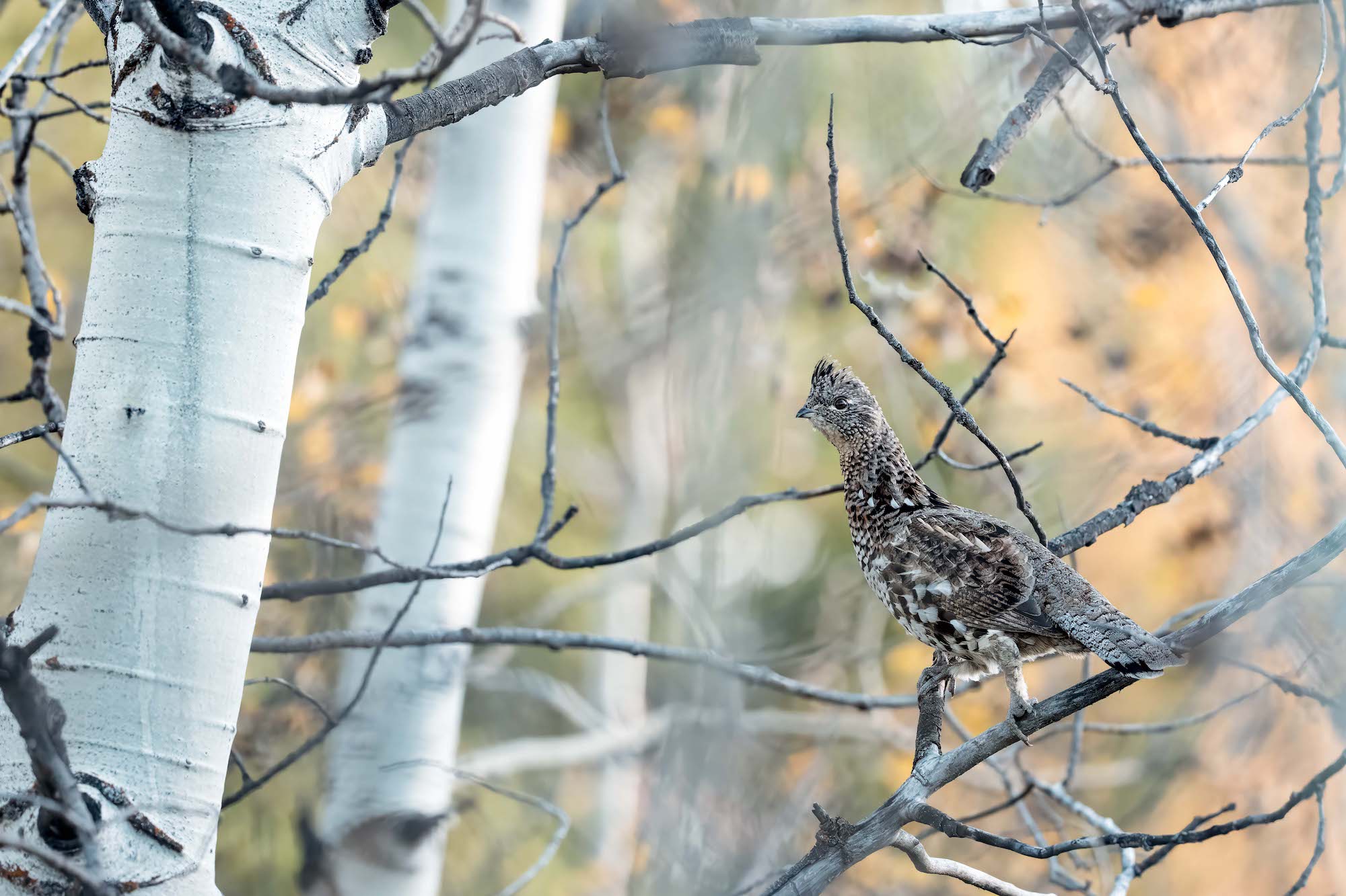 Mottled forest bird perched on thin aspen branches with soft autumn bokeh. Mottled forest bird perched on thin aspen branches with soft autumn bokeh.
