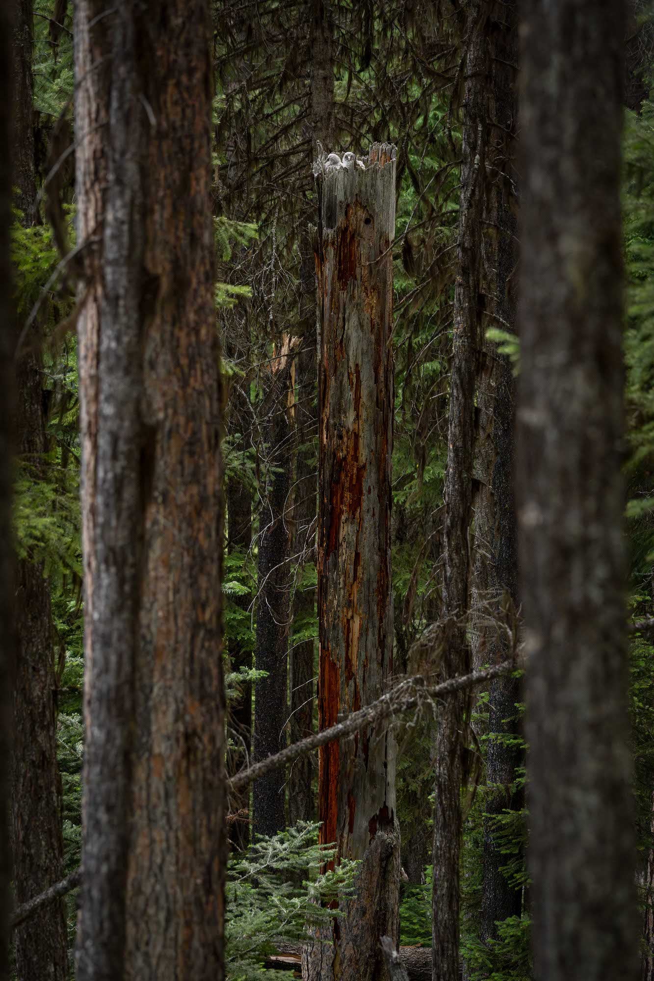 Tall broken tree trunk with a nest of chicks amid dense, dark conifers. Tall broken tree trunk with a nest of chicks amid dense, dark conifers.