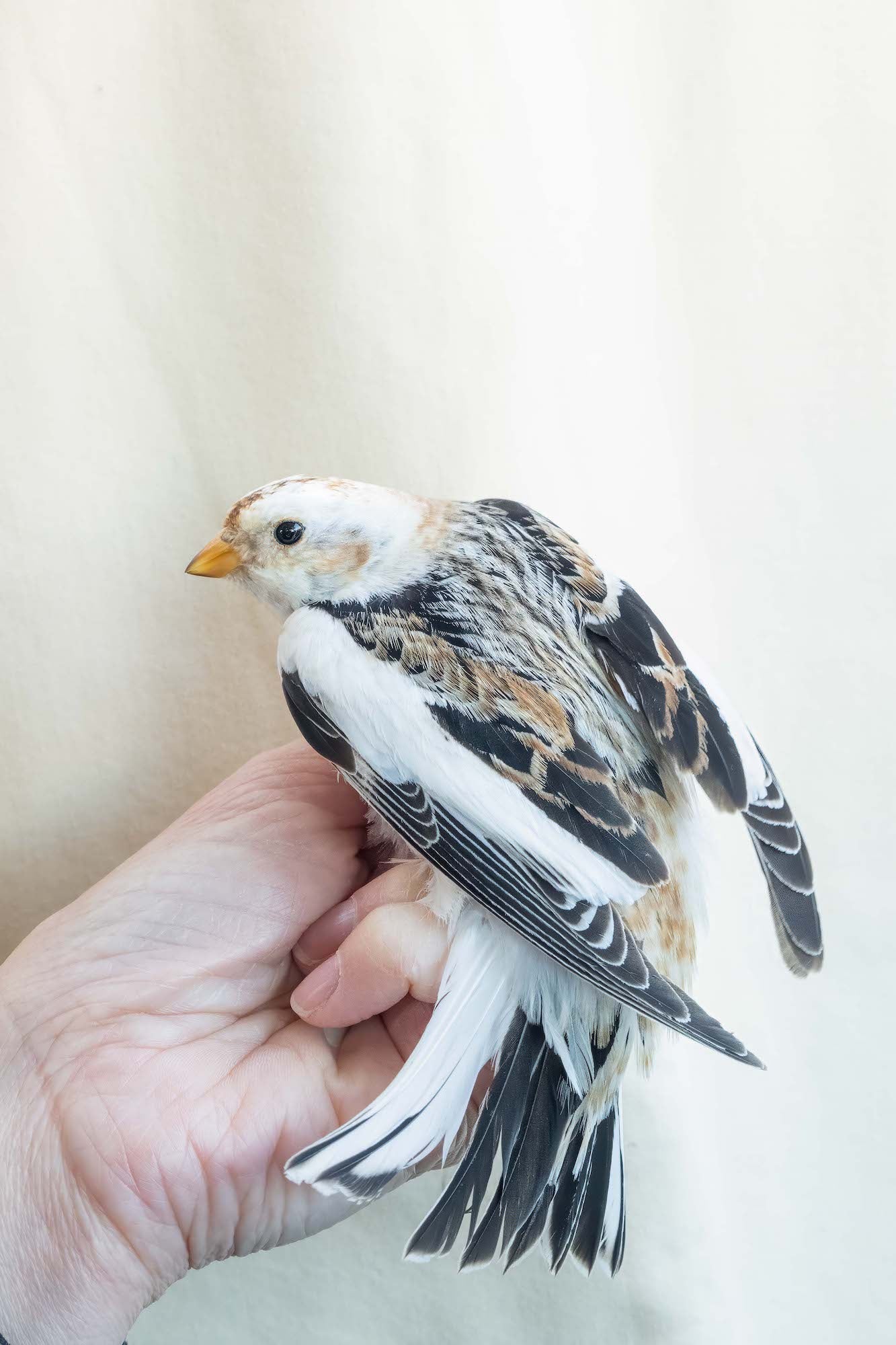 Close-up of a small white-and-brown bird gently held in a hand against a light backdrop. Close-up of a small white-and-brown bird gently held in a hand against a light backdrop.