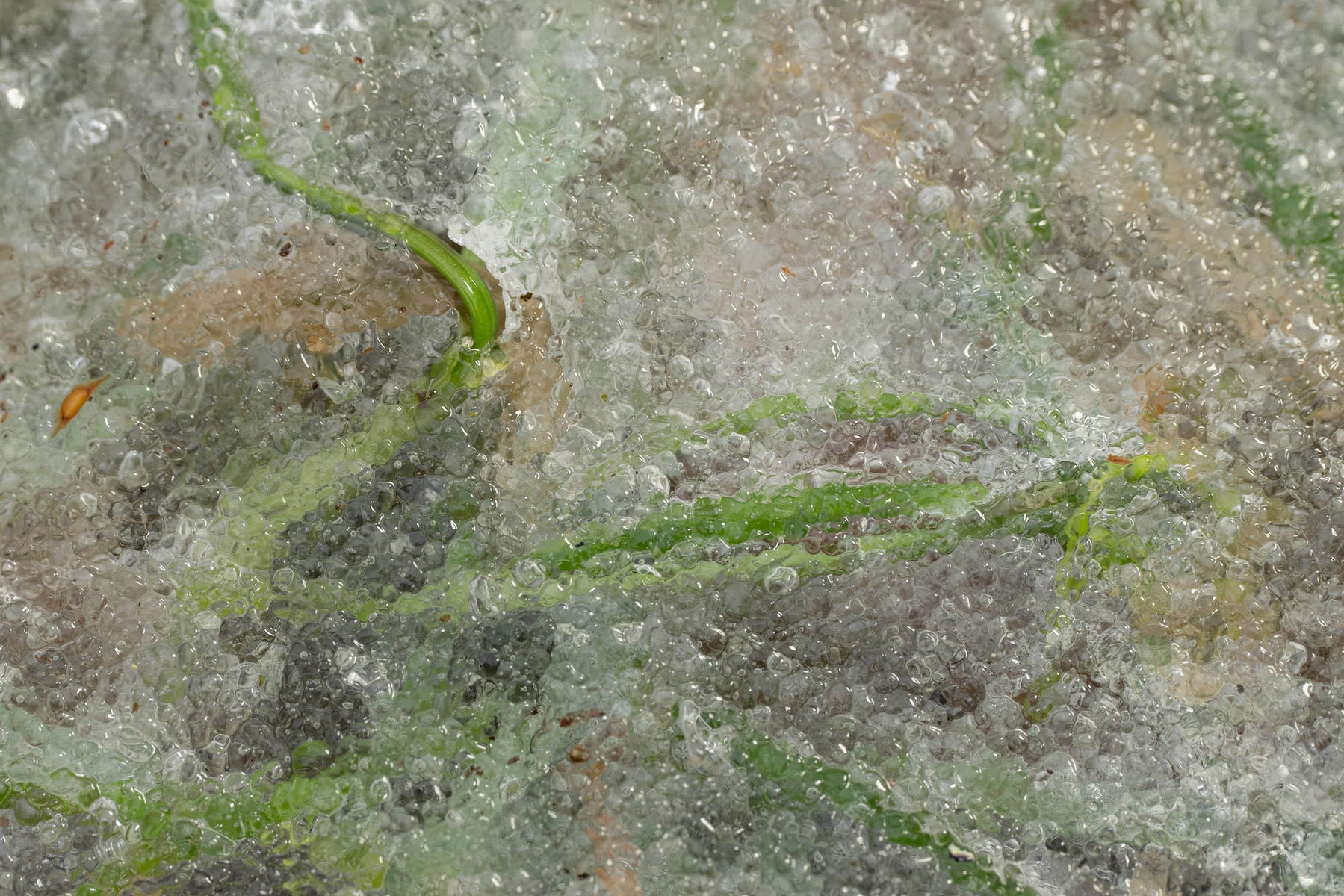 jpg/alpha-universe-wimb-tony-gale-100macro_2xtele_a1II-5-1200_boundshq80hz.jpg?height=1200&fit=bounds