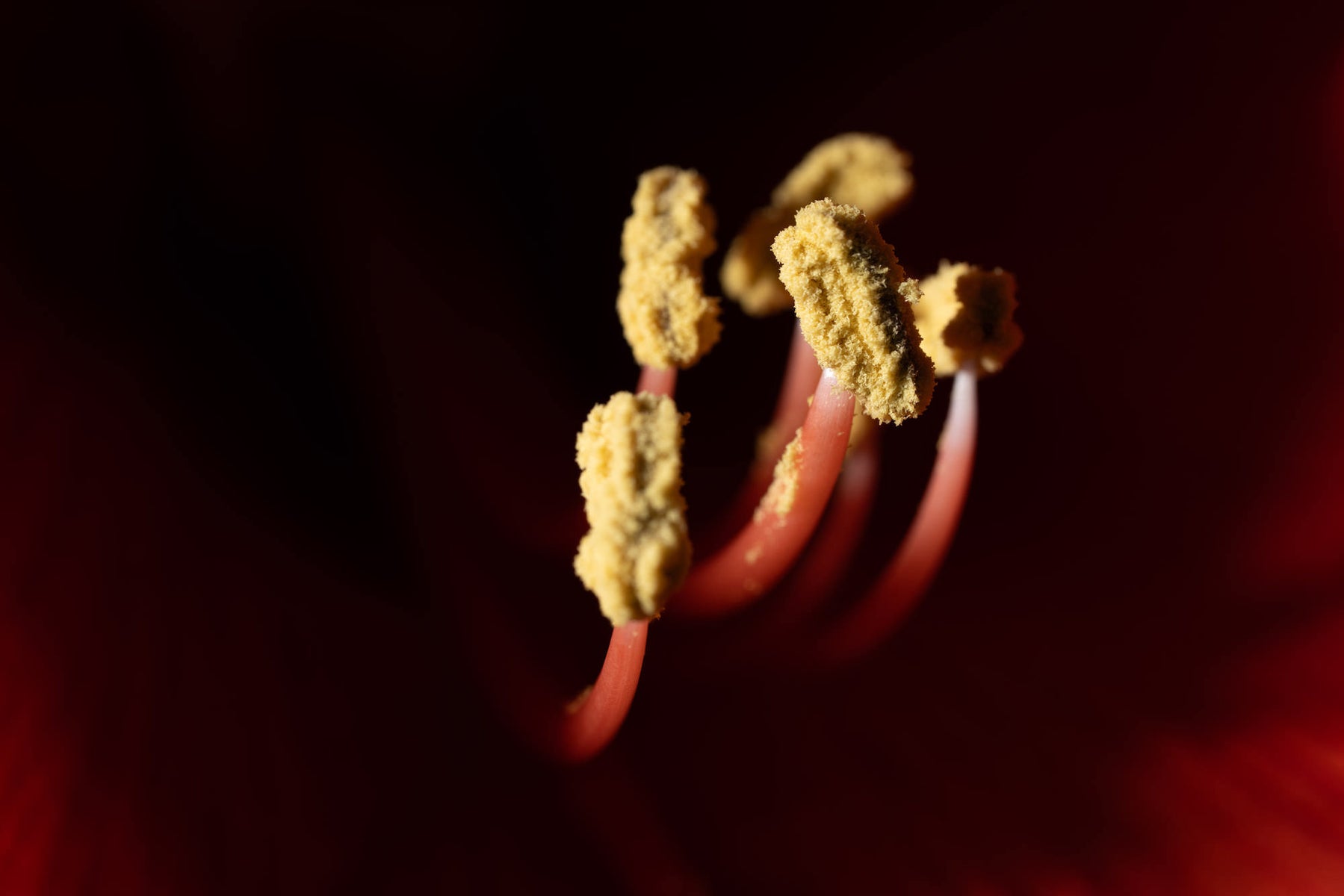 jpg/alpha-universe-wimb-tony-gale-100macro_a1II-4-1200_boundsedhsvr.jpg?height=1200&fit=bounds