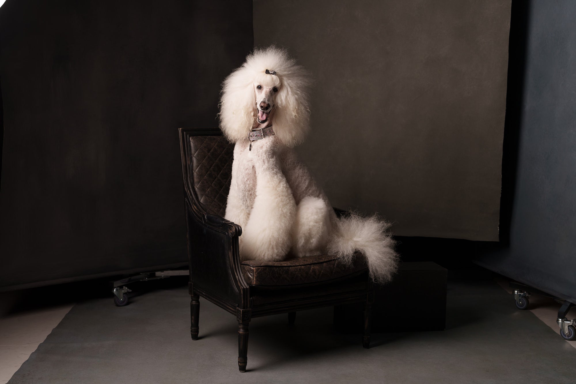 White standard poodle sitting regally on a vintage leather chair in a studio with dark, textured backdrops