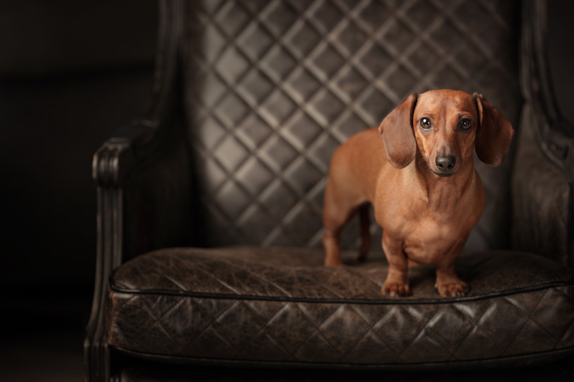 Brown dachshund standing on a quilted leather armchair in studio light, looking at the camera.
