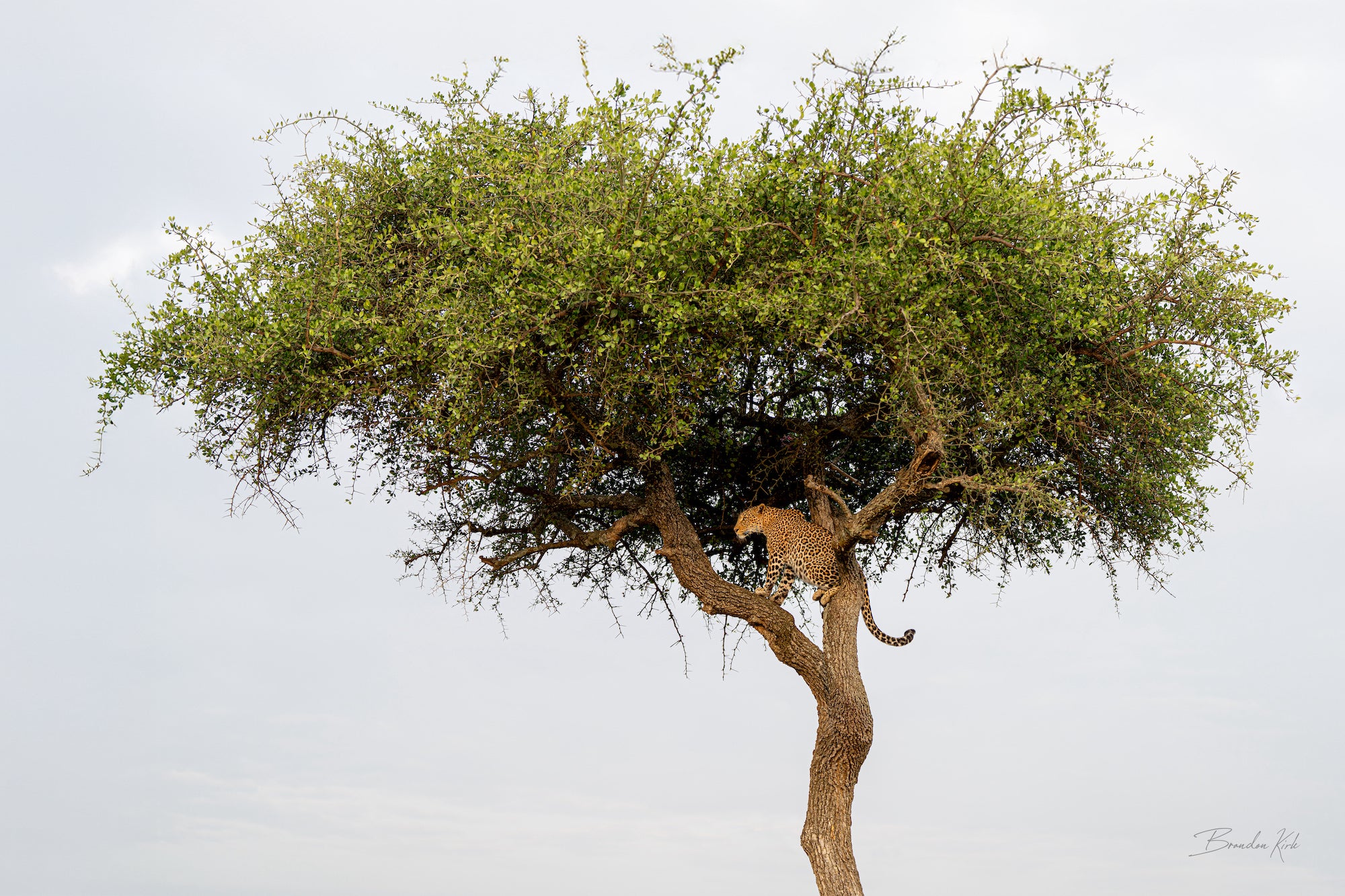 Leopard perched in an acacia tree scanning the savanna under overcast skies.