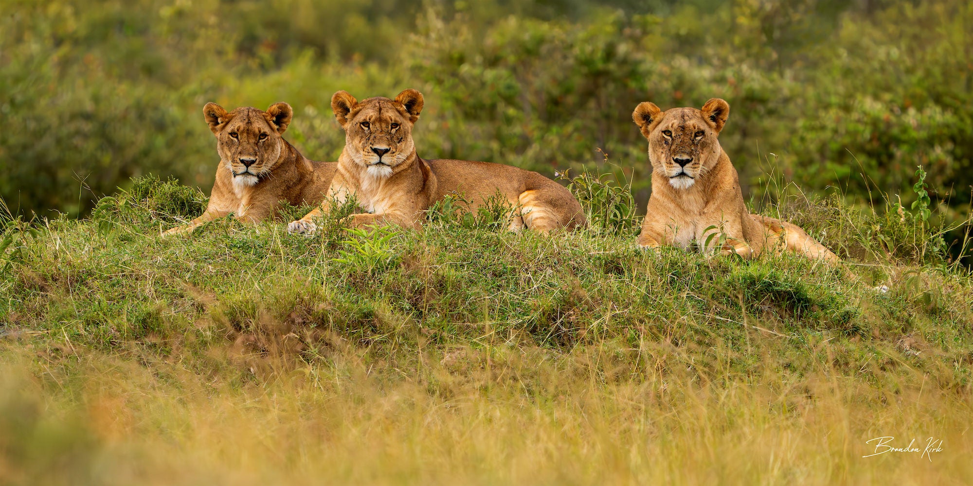 Three lionesses resting alert on a grassy mound in golden light.